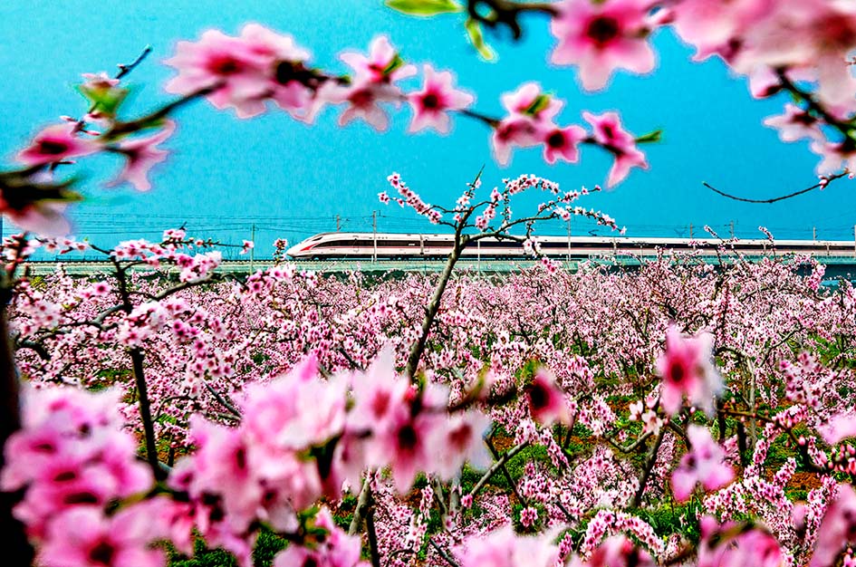 5《花海高鐵》—攝于棗陽市南城辦事(shì)處梁坡村   童長(cháng)宇攝影.jpg